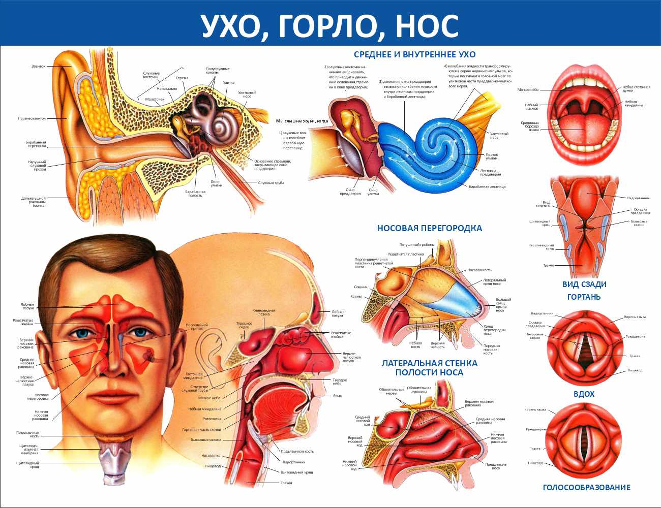 Ухо, горло, нос Камышин