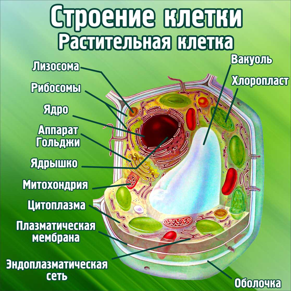 Строение клетки Растительная клетка в Камышине заказать изготовление  (вариант 2)